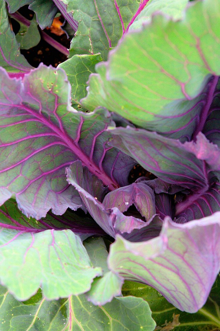 Red cabbage growing in the field