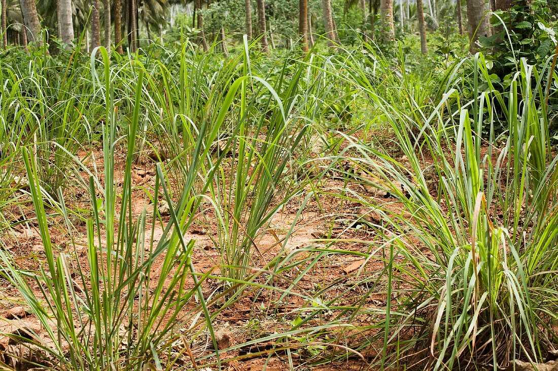 Zitronengras auf dem Feld