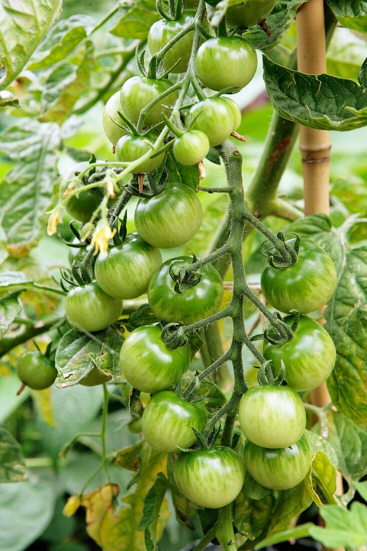 Green tomatoes on the vine in the garden