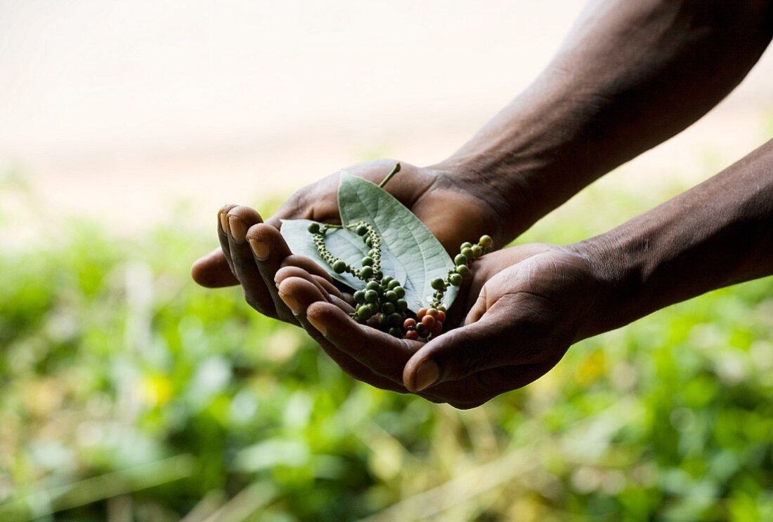 Hands holding peppercorns on the vine and some leaves