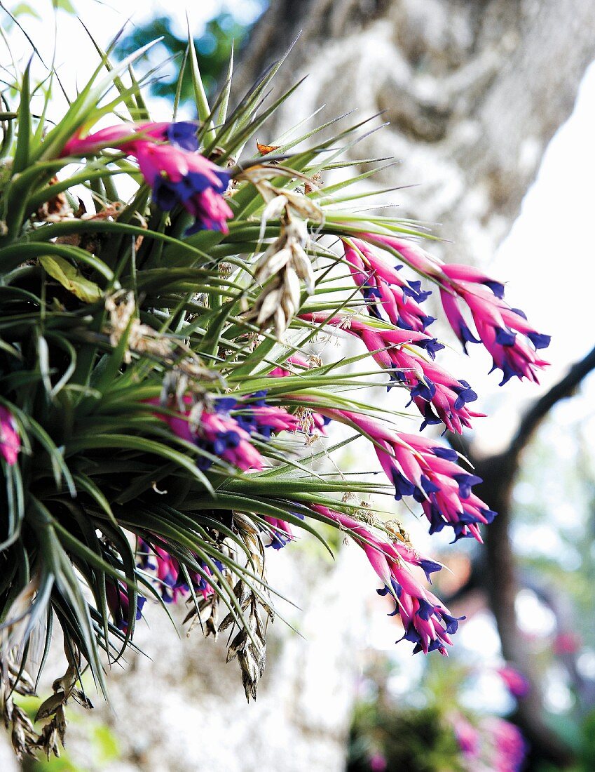 Pinkfarbene Blüten mit blauen Spitzen