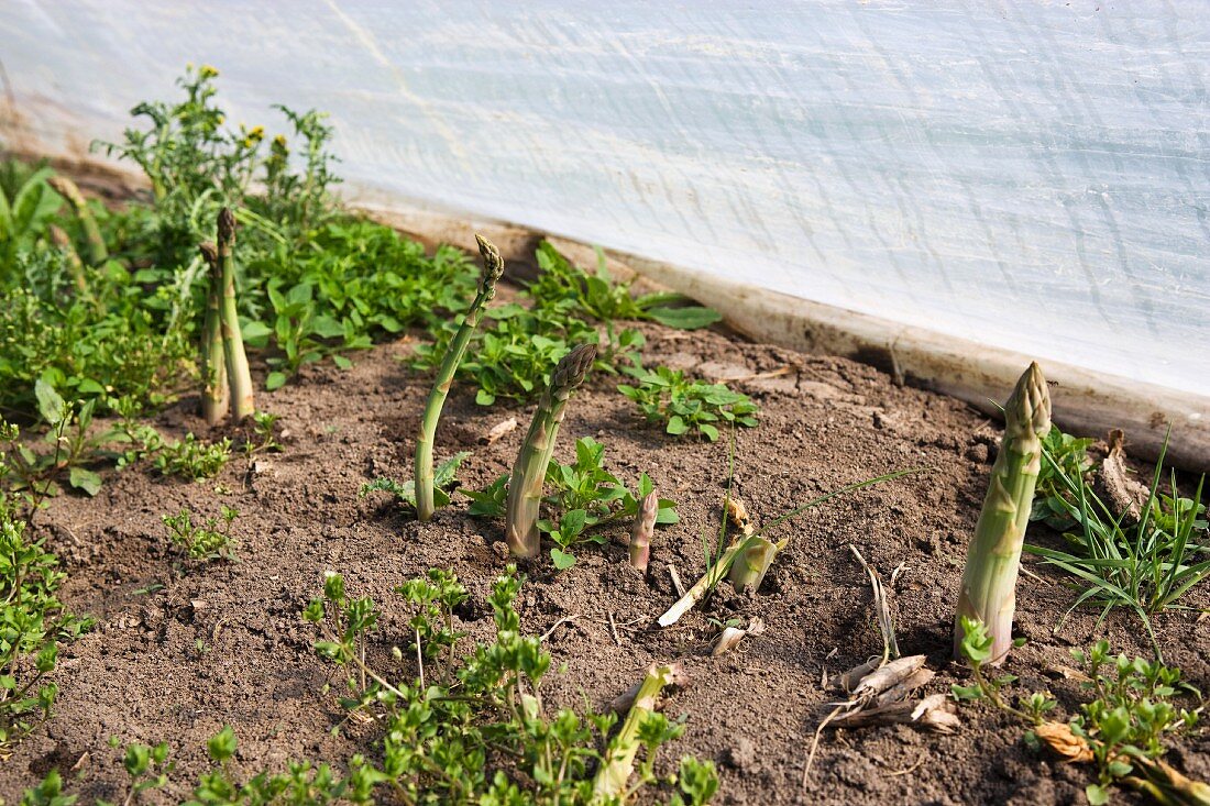 Grüner Spargel im Gewächshaus