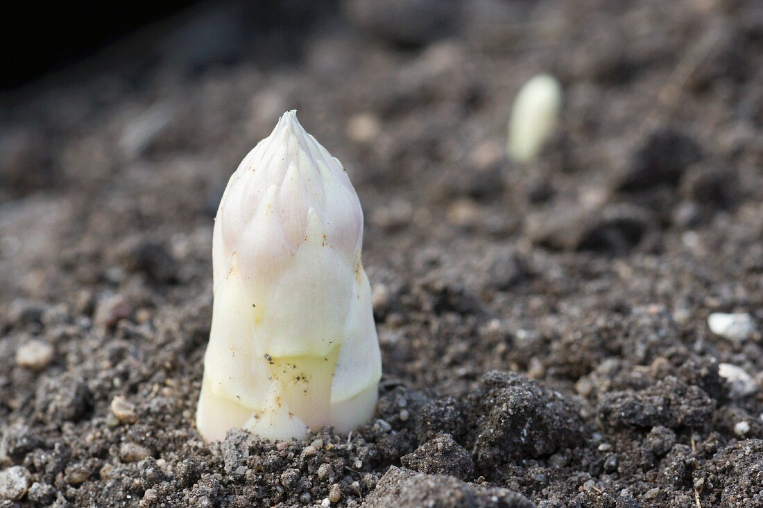 Weisser Spargel in der Erde (Close Up)