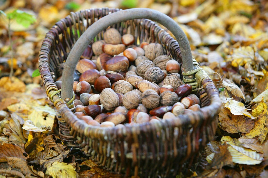 Walnuts, hazelnuts and chestnuts in a basket sitting on autumn leaves