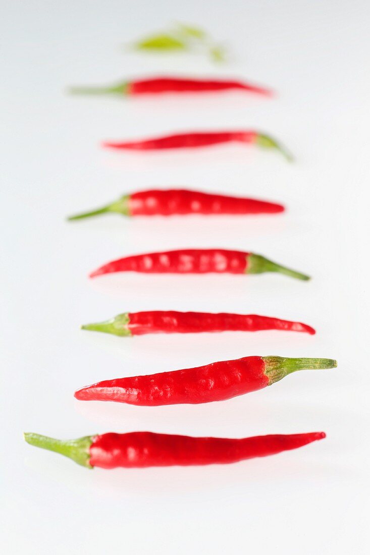 Several fresh red chillies in a line