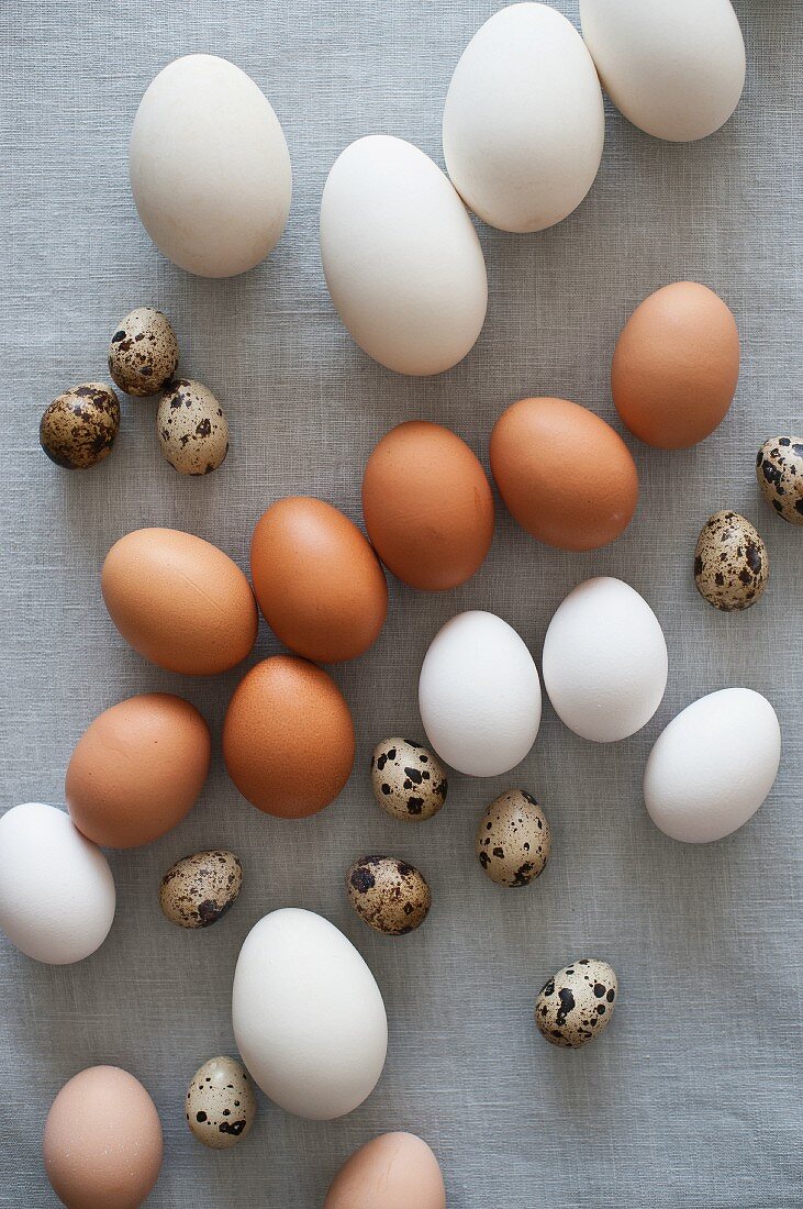 Verschiedene Eier