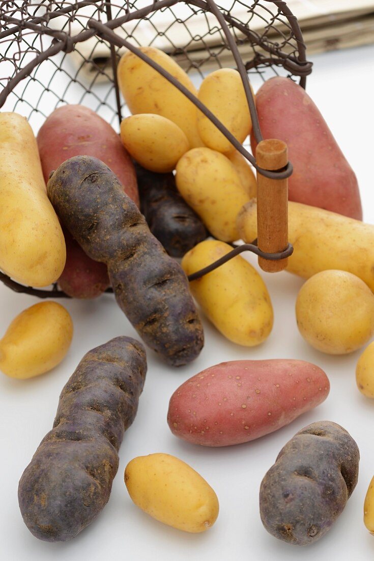 Assorted potatoes with a wire basket
