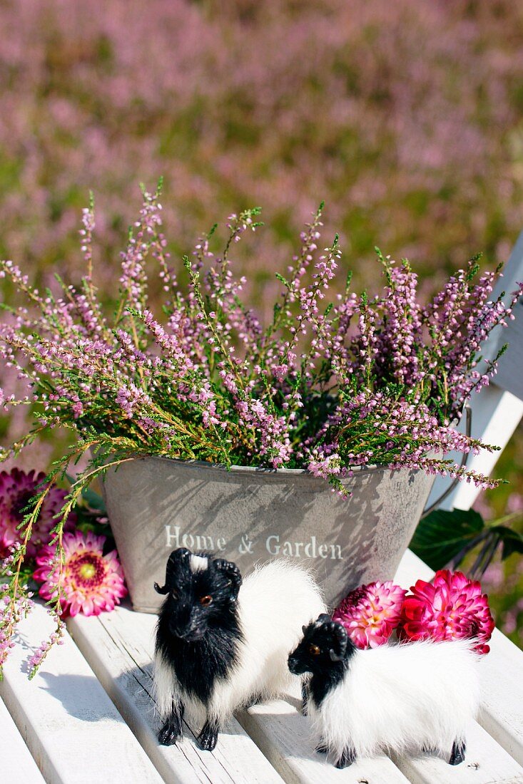 Heather, dahlias and figurines of moorland sheep on garden chair