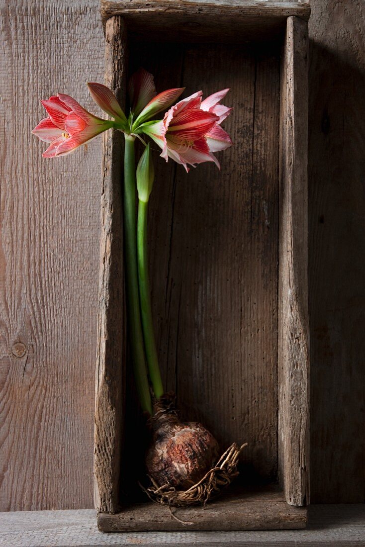 Amaryllis with bulb in old wooden crate