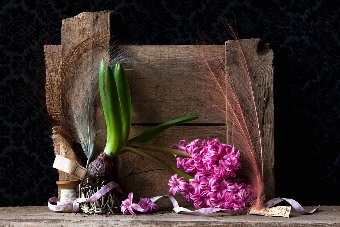 Still-life of hyacinth with bulbs, ribbons and hat feathers in front of old wooden board