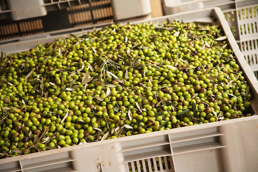 Green Olives in a Large Bin at Olive Oil Manufacturing Facility