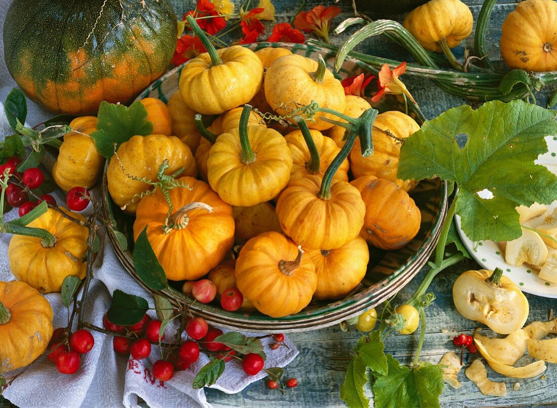 A still life of squash, variety 'Jack Be Little'