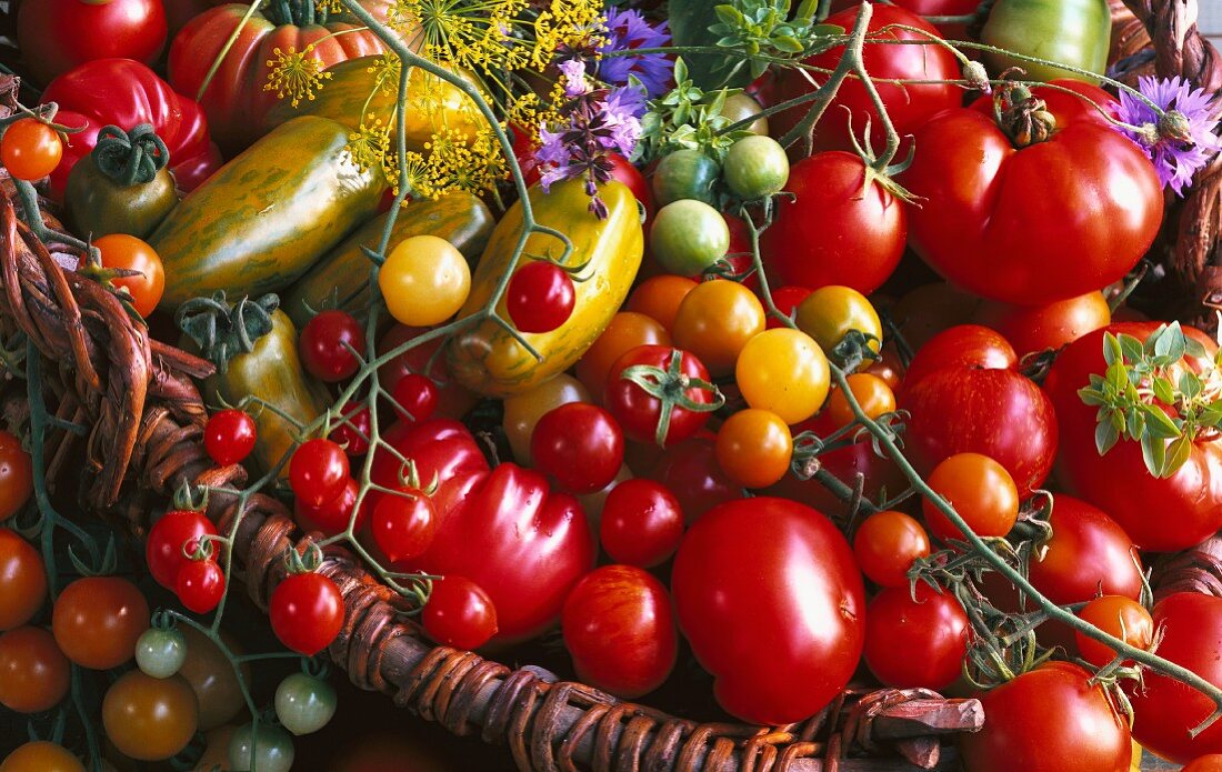 Various types of tomatoes in basket