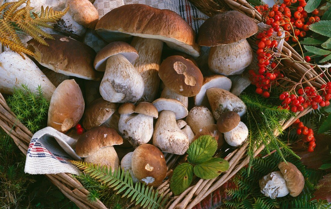 Frische Steinpilze und Vogelbeeren im Korb