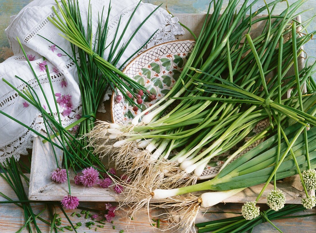 A still life of spring onions, chives, ornamental onions and garlic chives