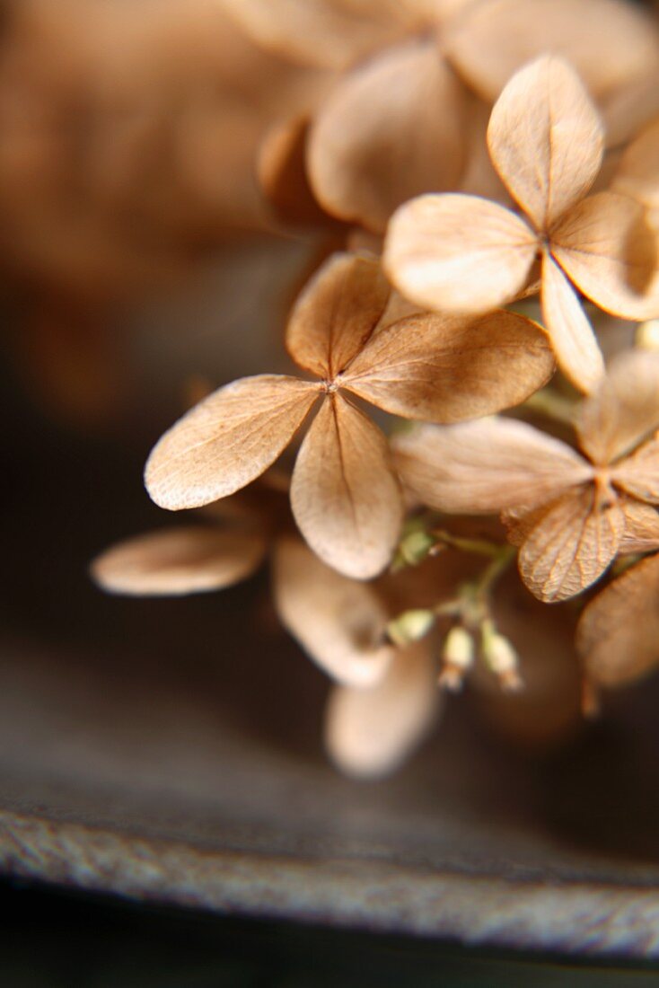 Close Up of Dried Hydrangea Flowers