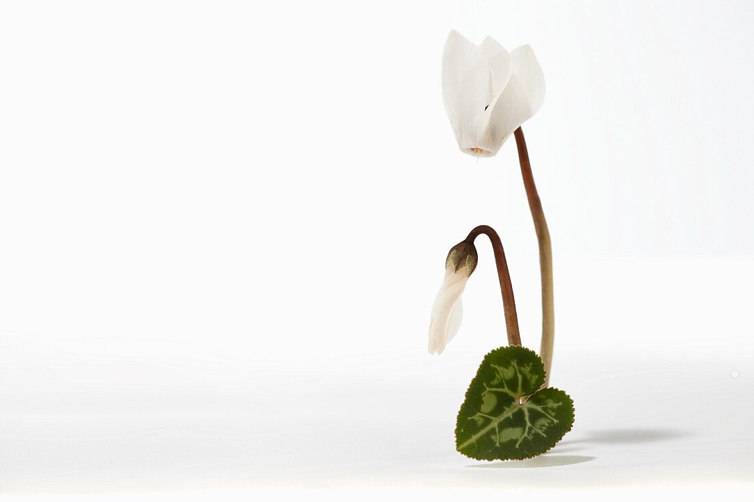 A cyclamen