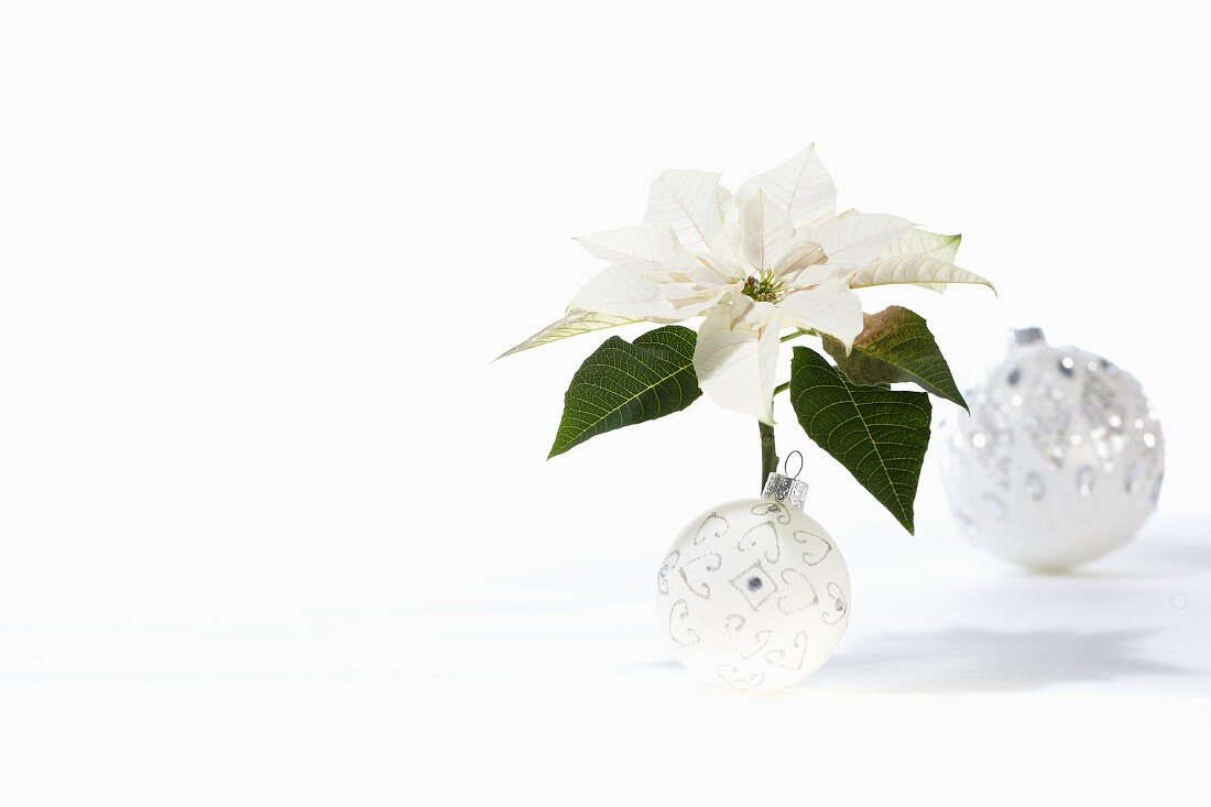 White poinsettia