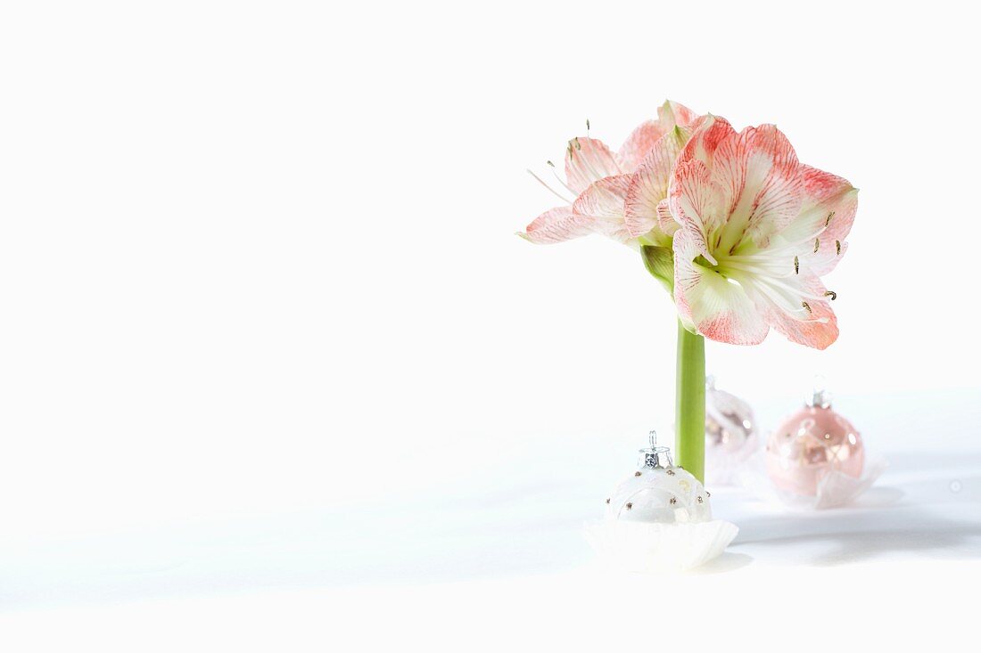 Amaryllis and Christmas baubles