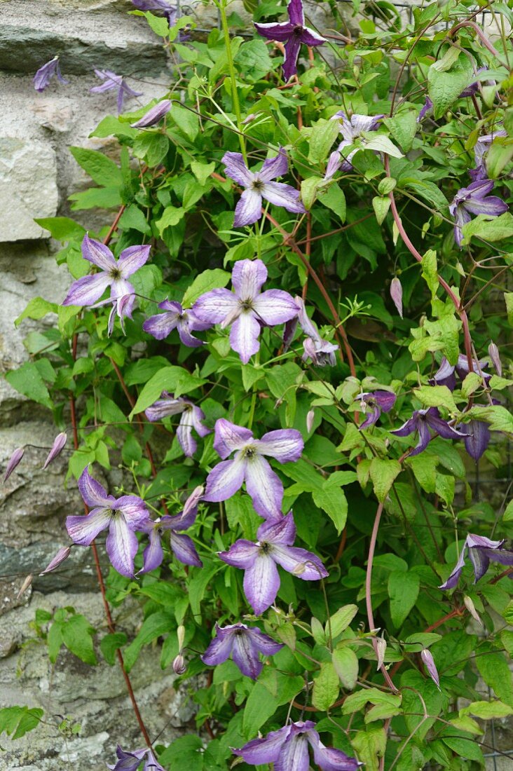 Fliederfarbene Clematisblüten an rustikaler Steinwand