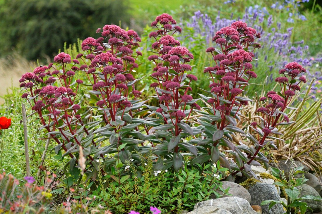 Blühende Fetthennen in rustikalem Garten