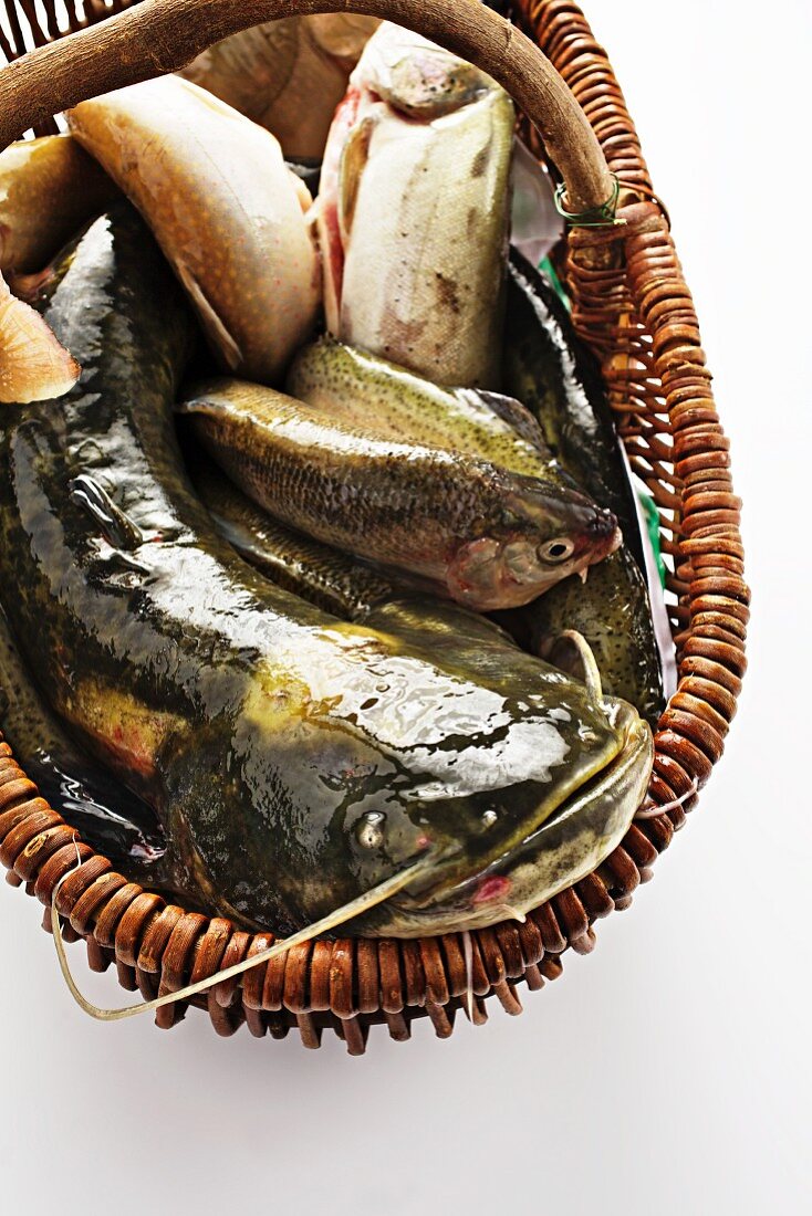 A basket of freshwater fish