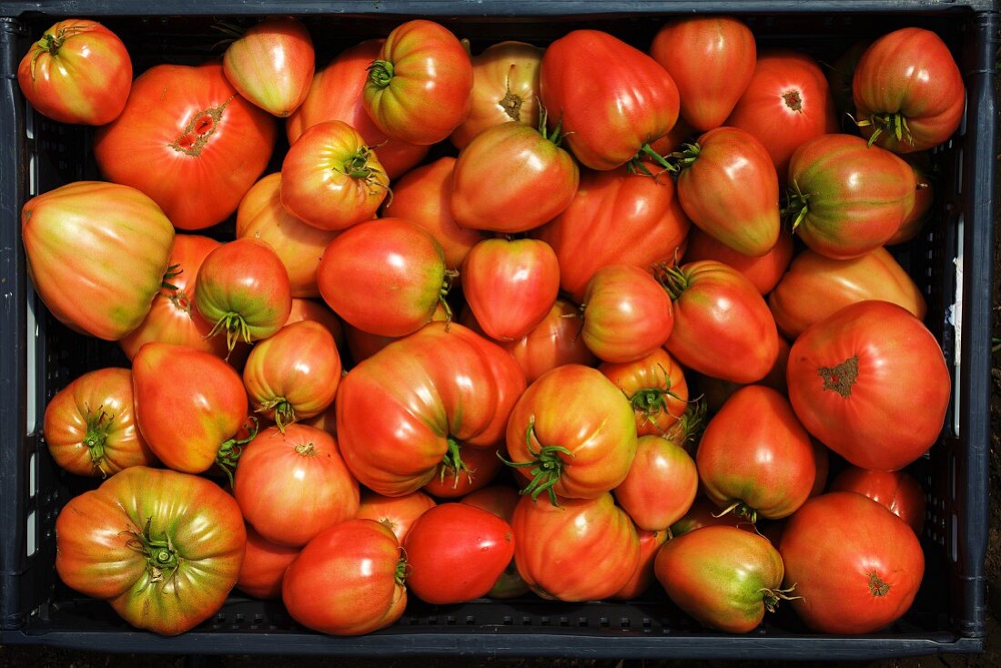 Organic tomatoes of the variety 'Oxheart'