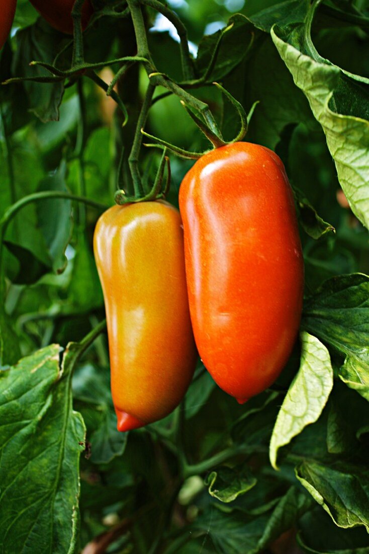 Tomatoes of the variety 'Hochloma' hanging on the vine