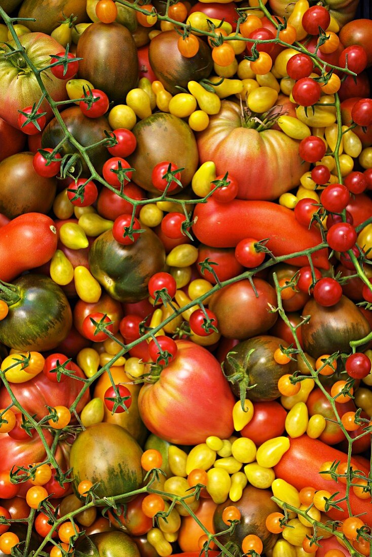 Viele Bio-Tomaten (Raritäten), bildüllend