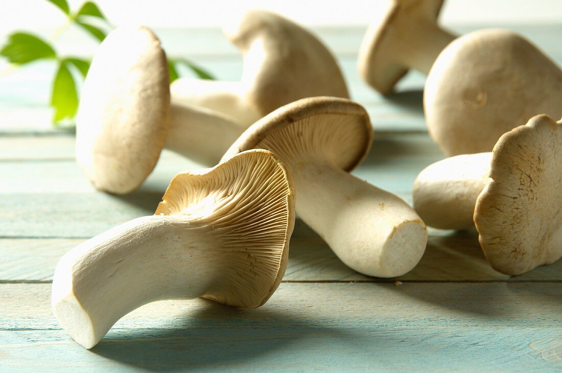 A pile of fresh king trumpet mushroom