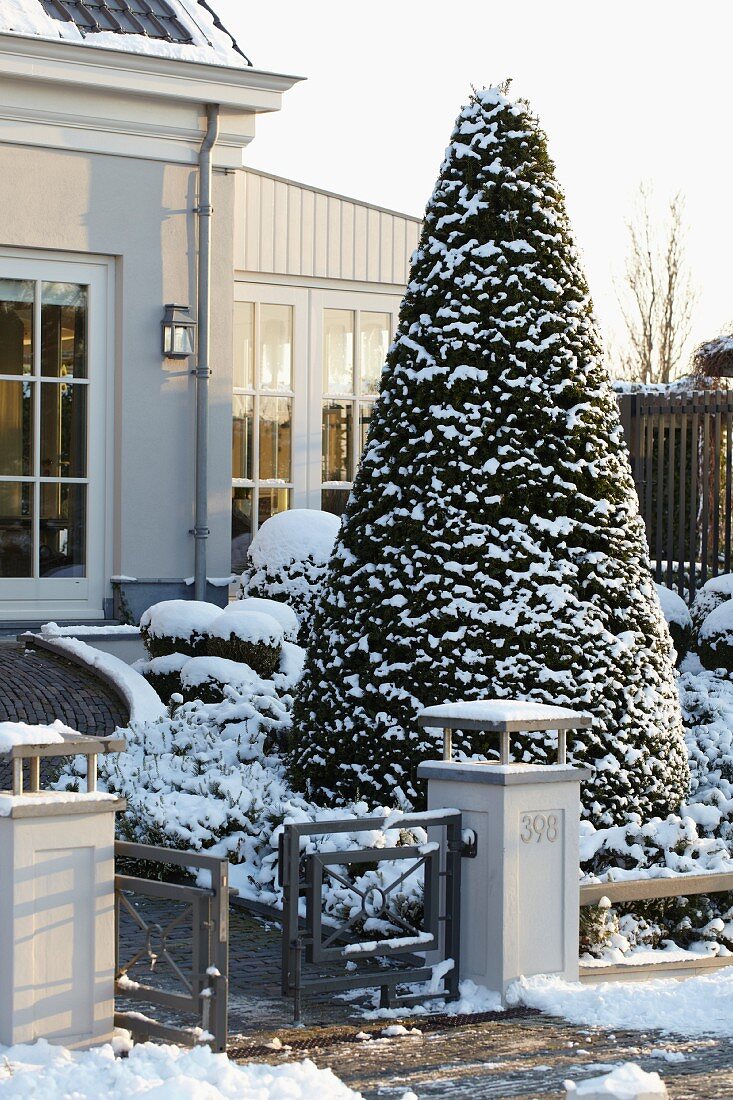 Large, topiary yew tree in snowy front garden