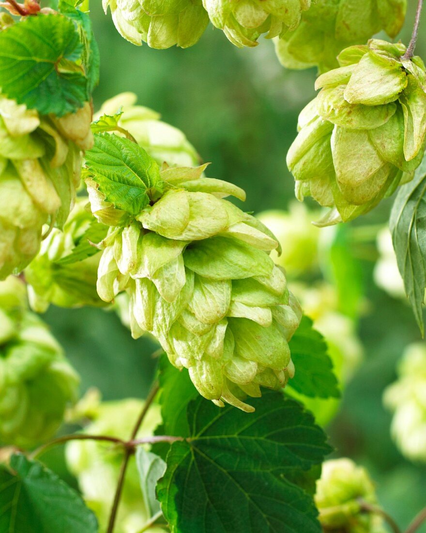 Hopfen (Humulus lupulus)