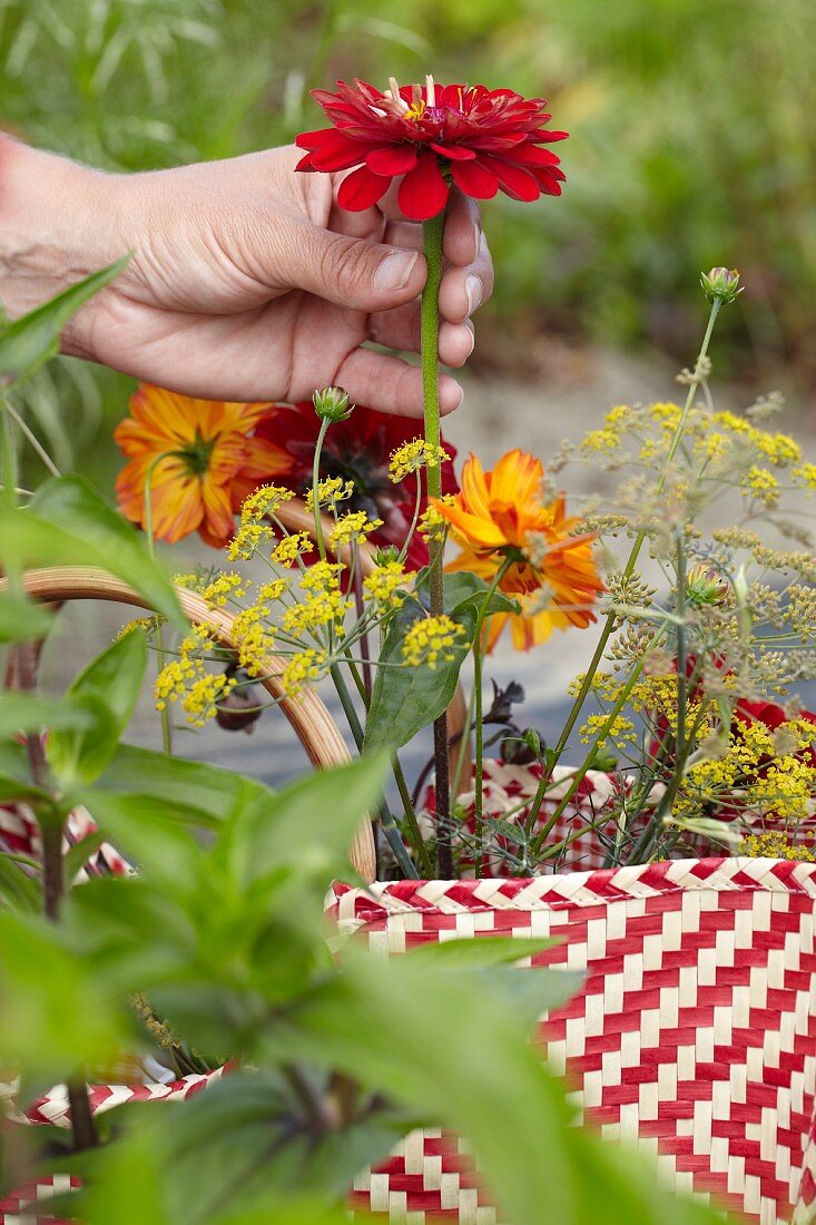 Woman collecting summer flowers in basket