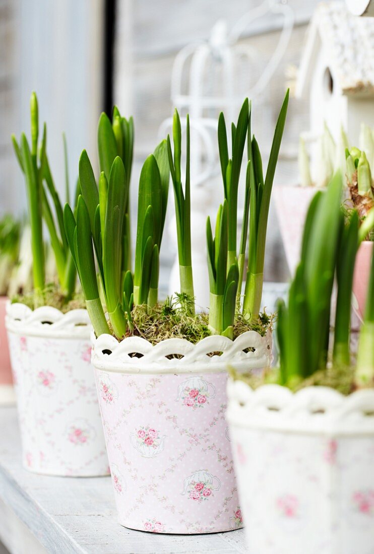 Narcissus in floral planters on terrace