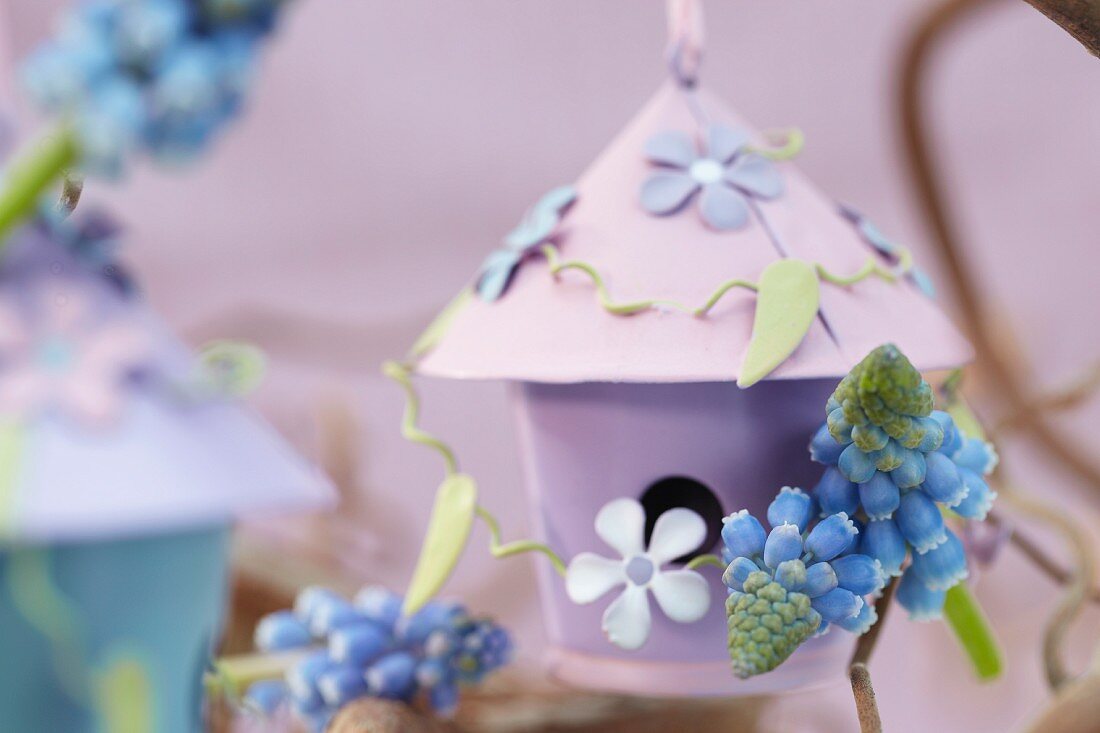 Spring arrangement of grape hyacinths and tiny bird box