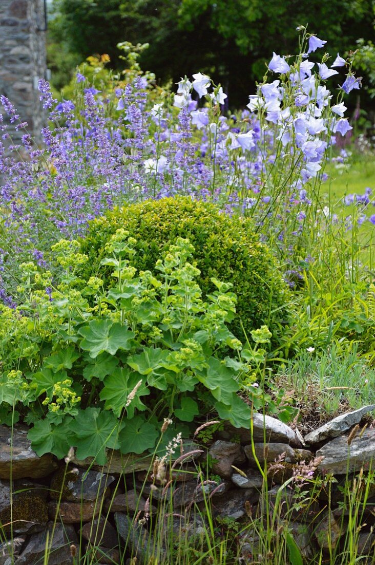 Frauenmantel (Alchemilla), Buchsbaum (Buxus) und blaue Glockenblumen (Campanula) mit Katzenminze (Nepeta) hinter einer Trockenmauer