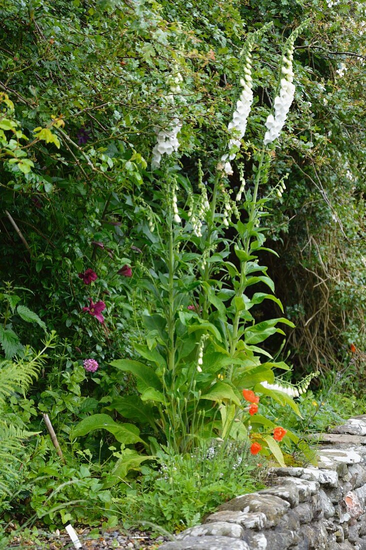 Weissblühender Fingerhut (Digitalis) am Wegesrand über einer Natursteinmauer