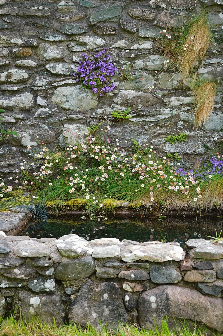 Cottagegarten mit Wasserbecken aus Natursteinmauern, bewachsen mit blauen Glockenblumen (Campanula) und Feinstrahlaster (Erigeron-Hybride)