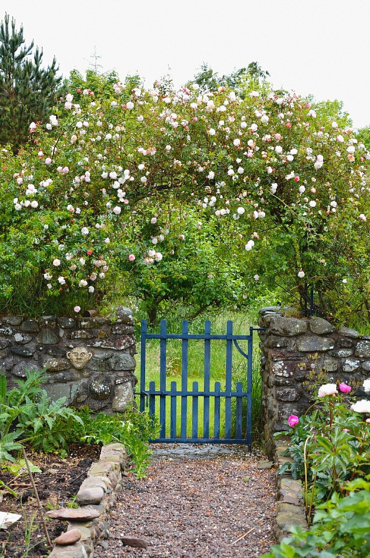 Romantic cottage garden with rose arch over blue gate in stone wall