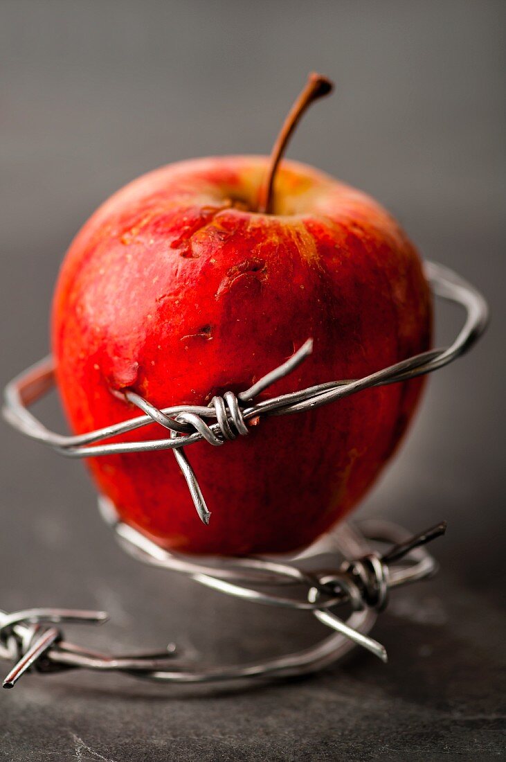 An apple in barbed wire