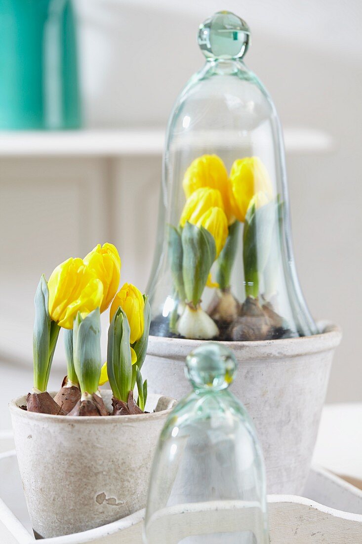 Gelbe Tulpen in Blumentöpfen mit und ohne Glashaube