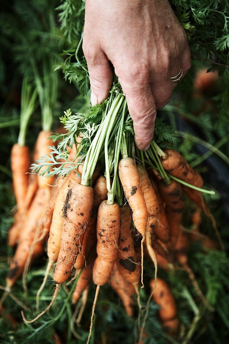 A woman's hand holding a bunch of freshly harvested carrots