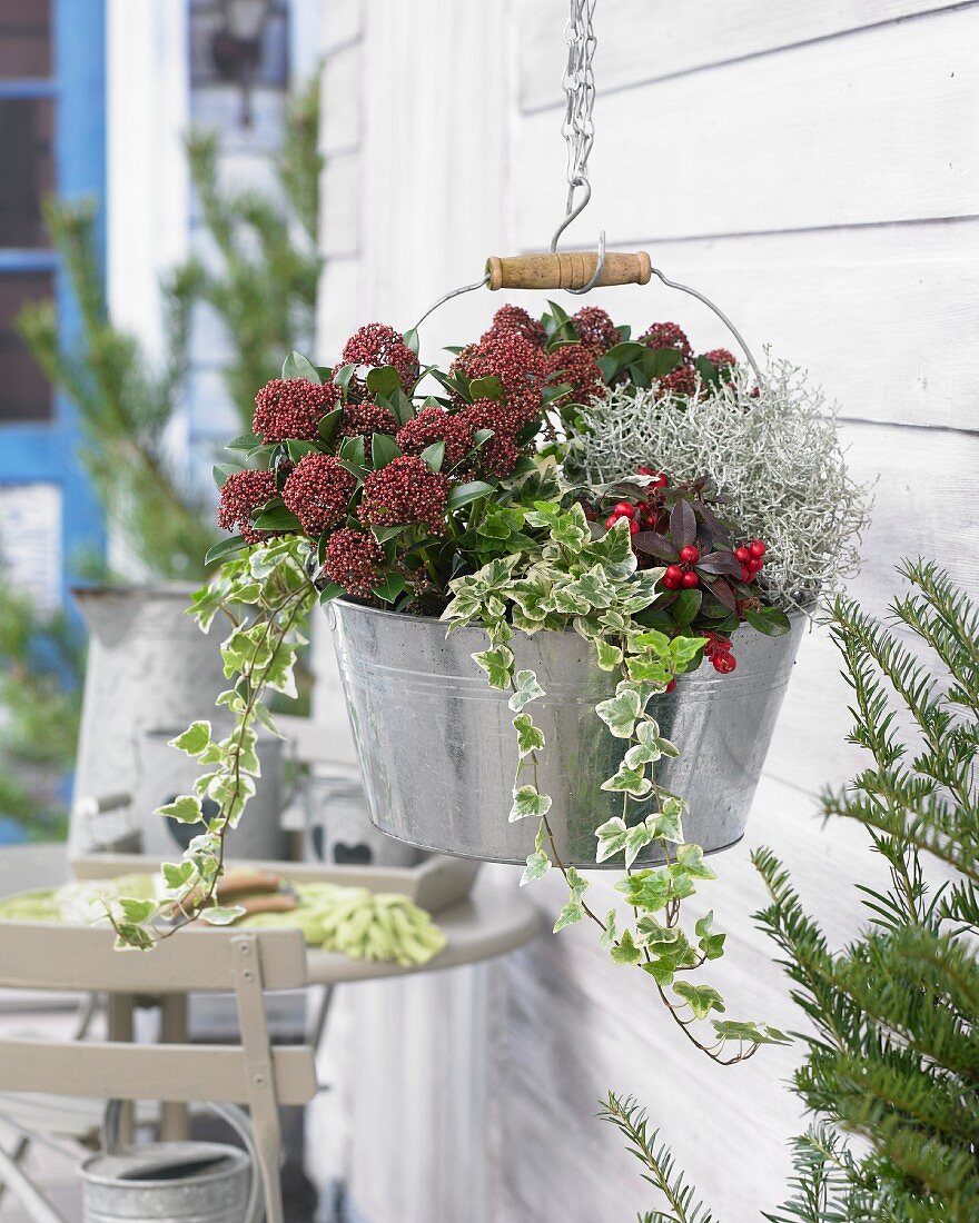 Weihnachtliches Blumenarrangement mit Skimmien und Efeu