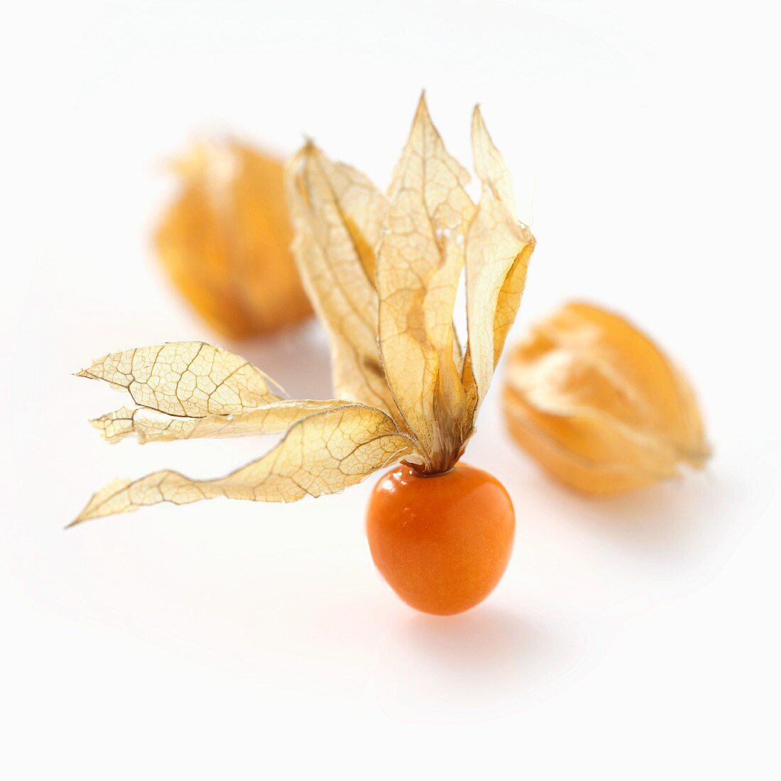Physalis (no background)