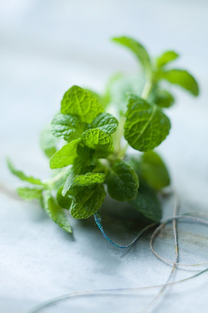 Fresh mint with cord
