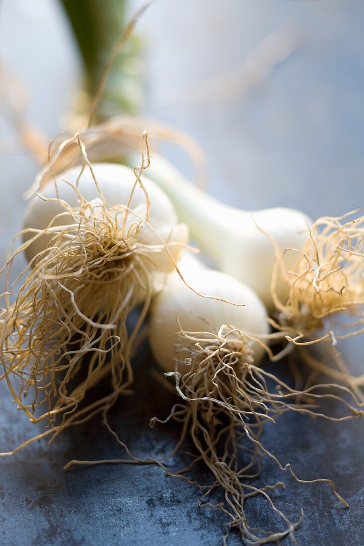 Spring onions with roots