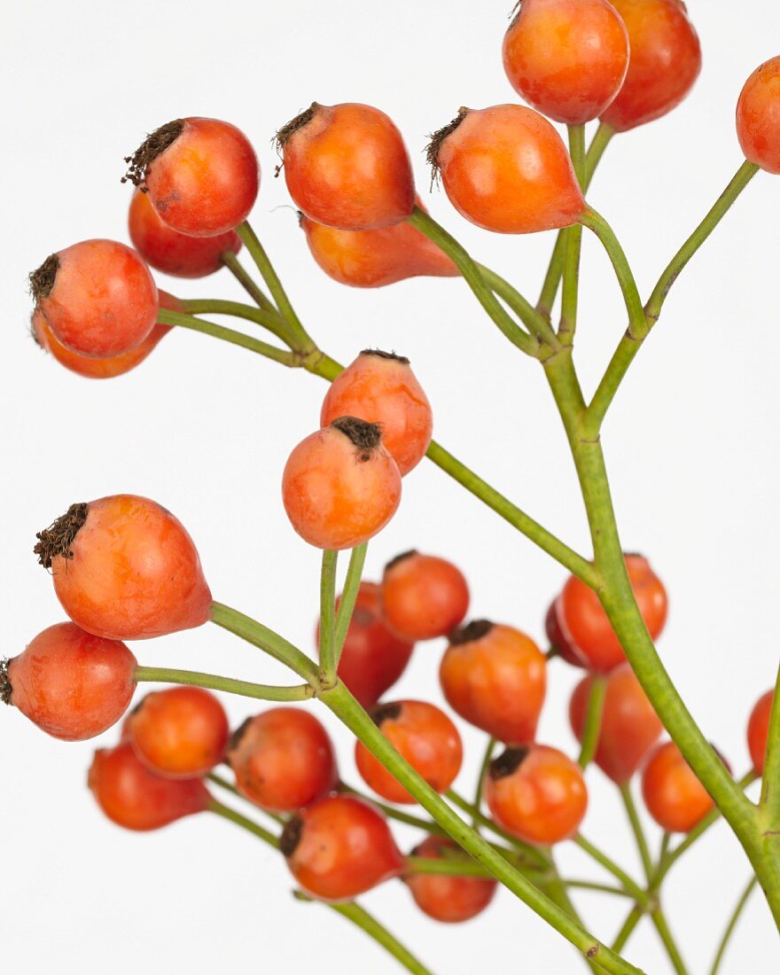 Rosehips on the stem against a white background