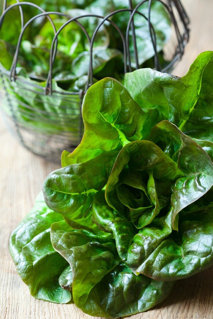 Head of Red Leaf Lettuce