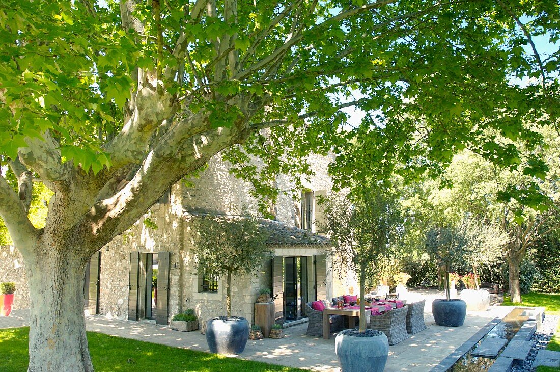 Dining area with wicker armchairs and potted olive trees on spacious terrace adjoining Mediterranean stone house