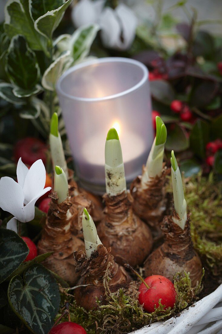 Herbstliches Gesteck mit Cyclamen, Narzissenzwiebeln, Euonymus, Scheinbeeren und Windlicht in weißem Korb (Close Up)